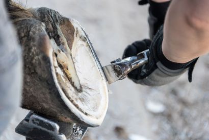 Horse hoof being trimmed by a farrier with a rasp tool, close-up.