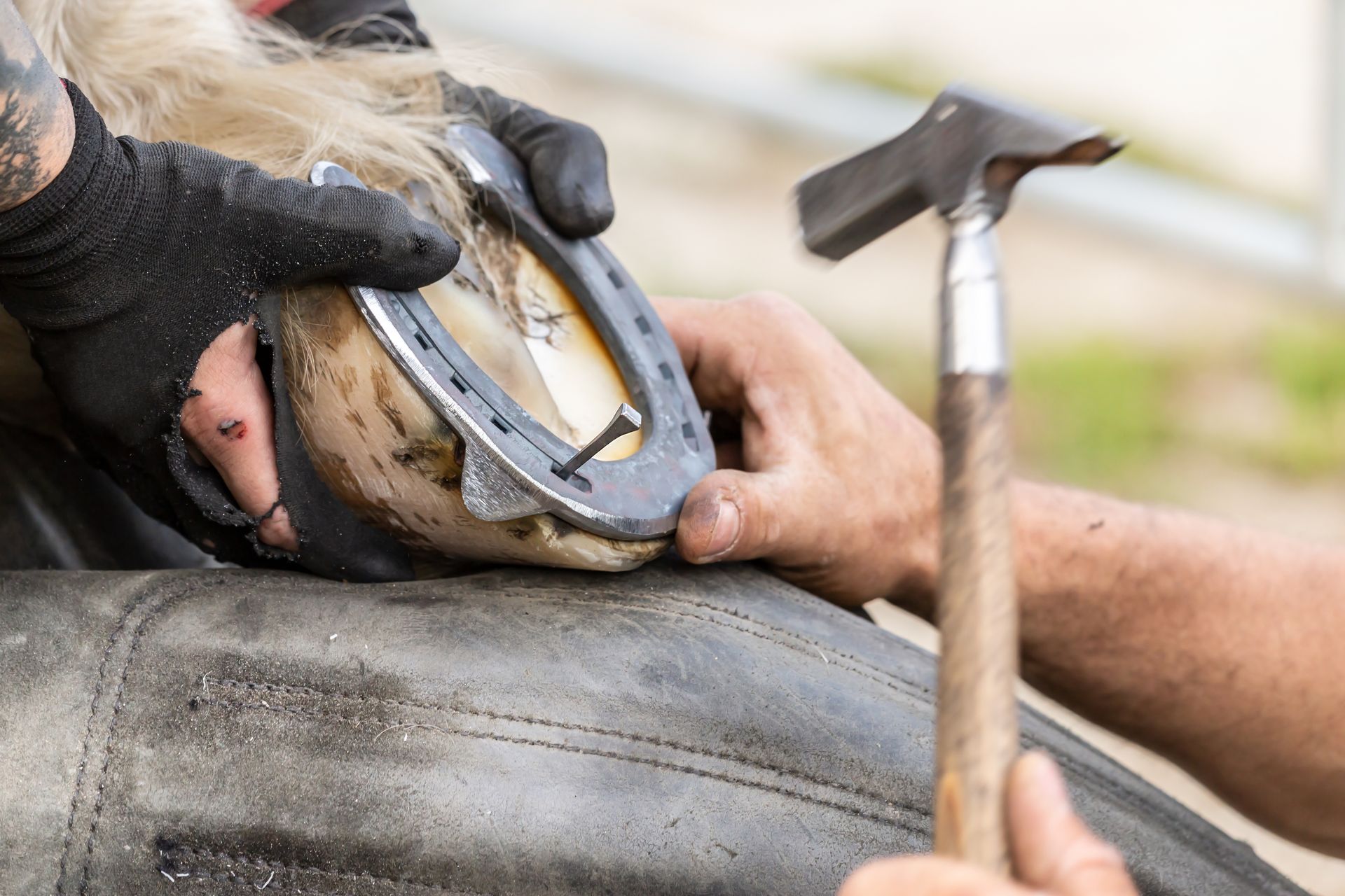 A farrier hammers a nail into a horseshoe on a horse's hoof.