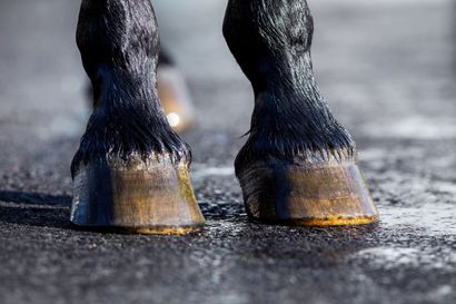 Horse's wet, black legs and hooves, seen up close on a wet, asphalt-like surface.