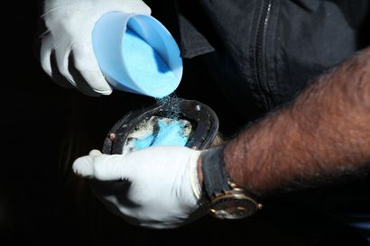Person wearing gloves pouring blue powder into a horse's hoof, dark background.