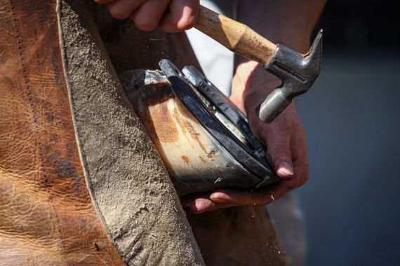 Farrier hammering a nail into a horseshoe on a horse's hoof. Leather apron.