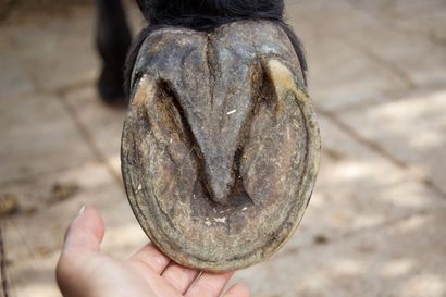 A horse's hoof, held by a hand, showing the sole and frog. Brown and tan, outdoors.