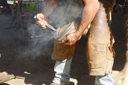 Farrier fitting a hot horseshoe to a horse's hoof, steam rising.