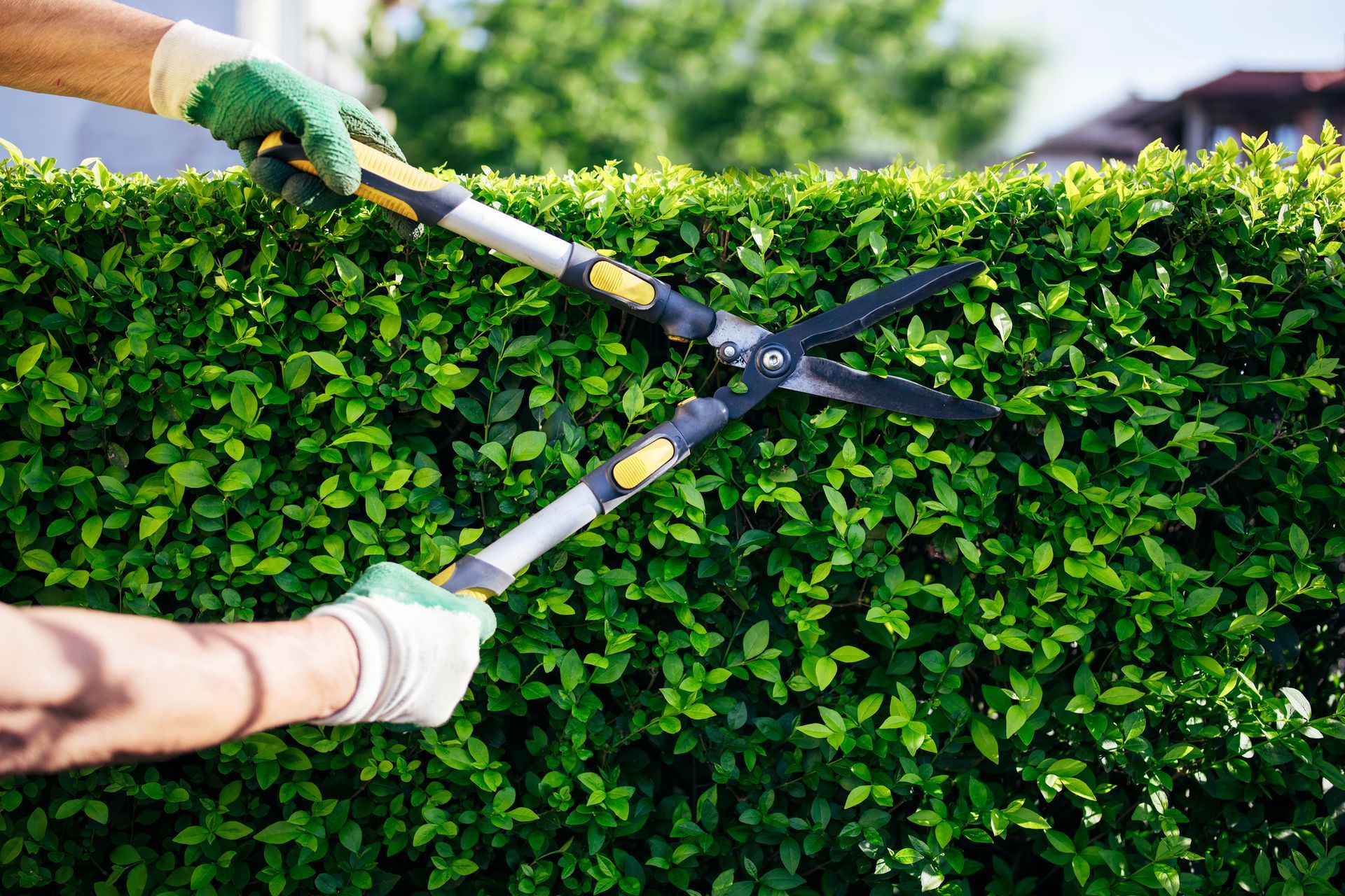 A Person Is Trimming a Hedge with A Pair of Scissors.