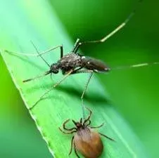 A Mosquito Is Eating a Tick on A Green Leaf.