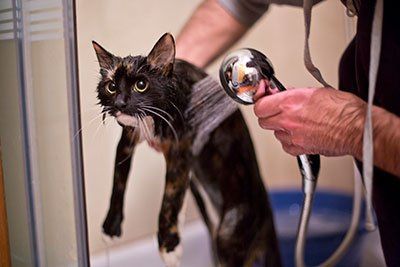 Washing Black Cat — Pest Control in Milwaukee, WI