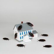 Cockroaches — Pest Control in Milwaukee, WI