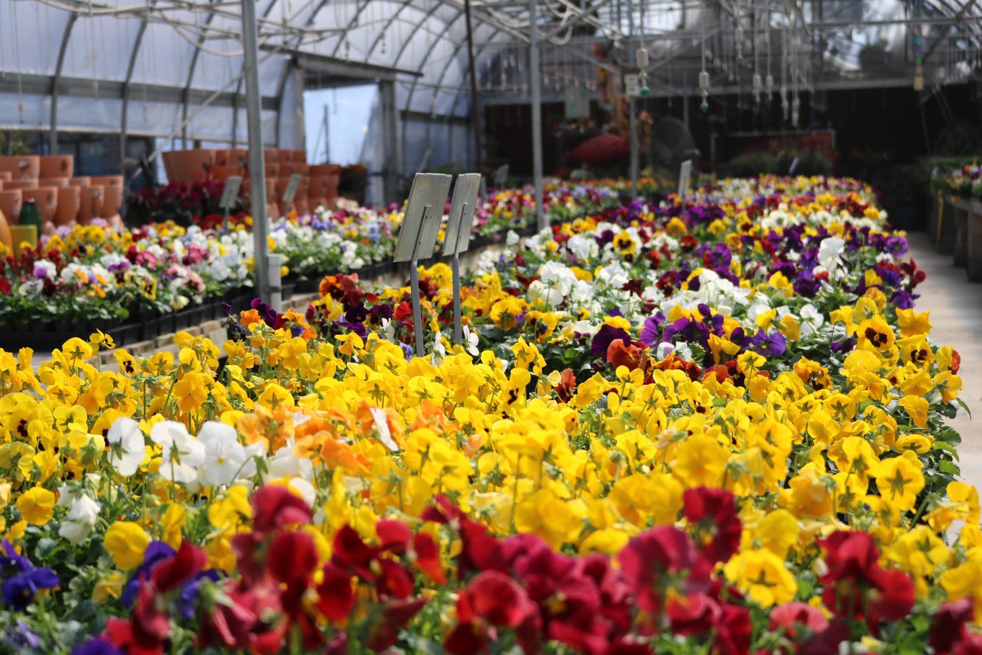 bedding flowers
