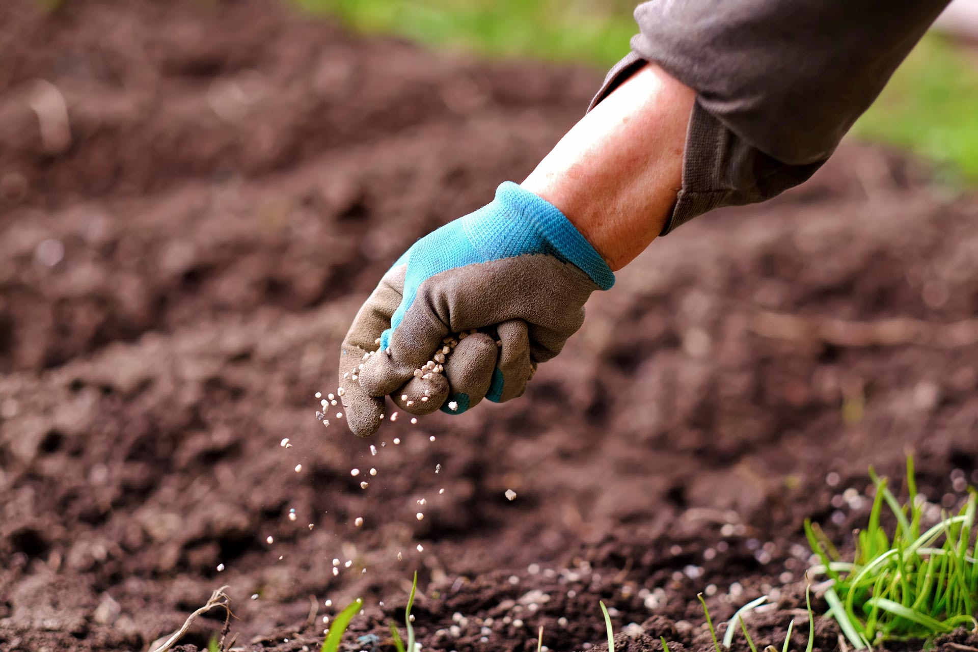 A person wearing gloves is spreading fertilizer on the ground.