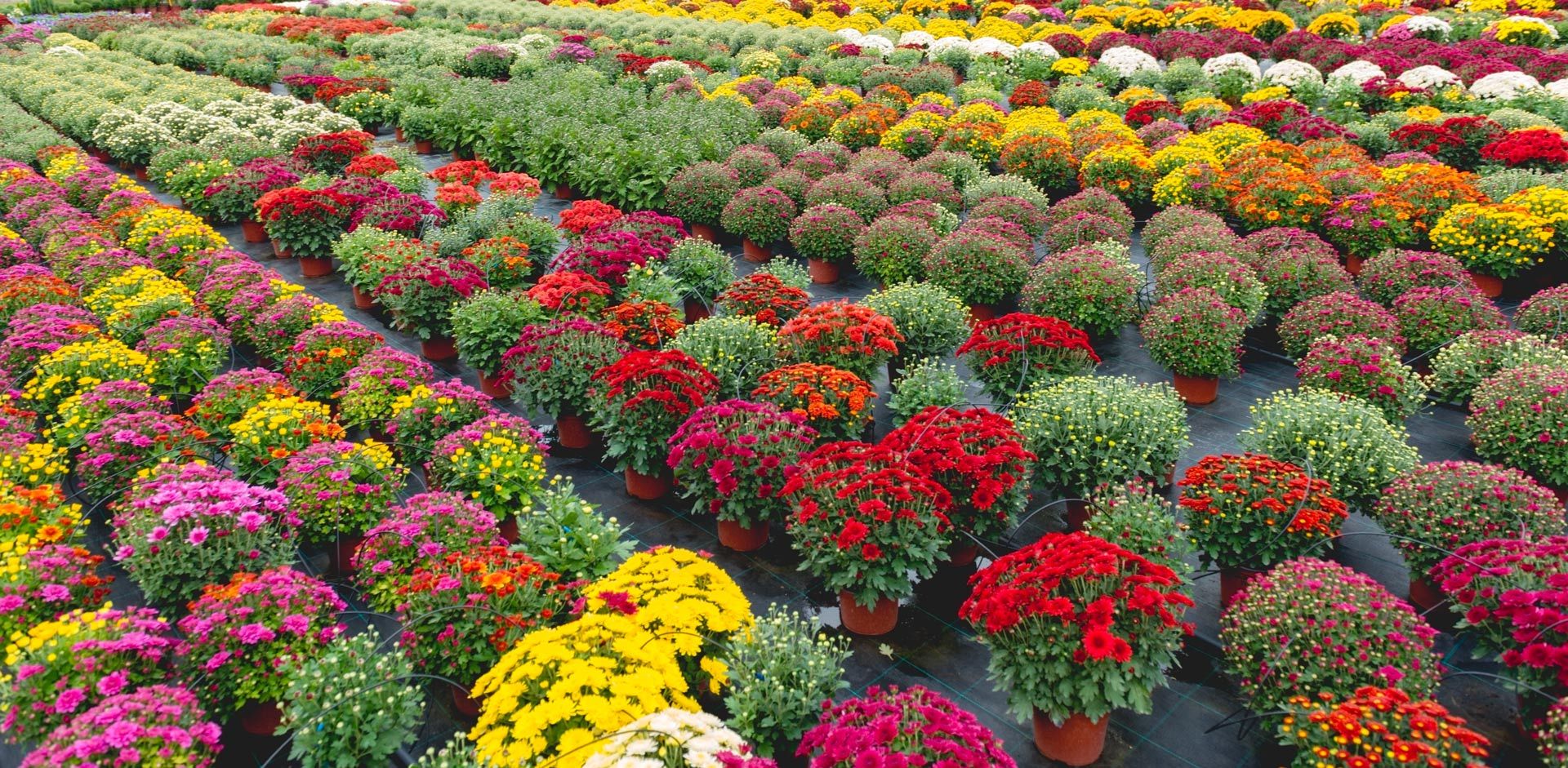 decorative-bushes