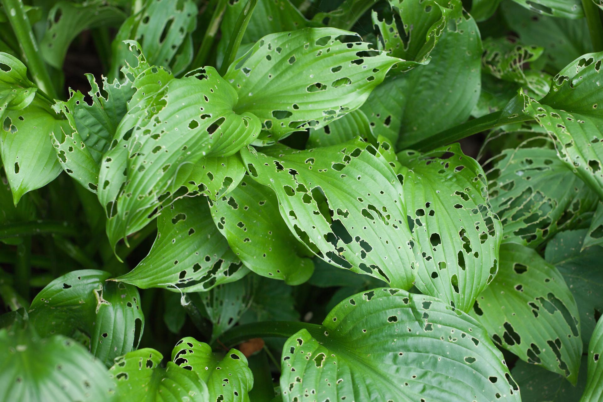 decorative-bushes