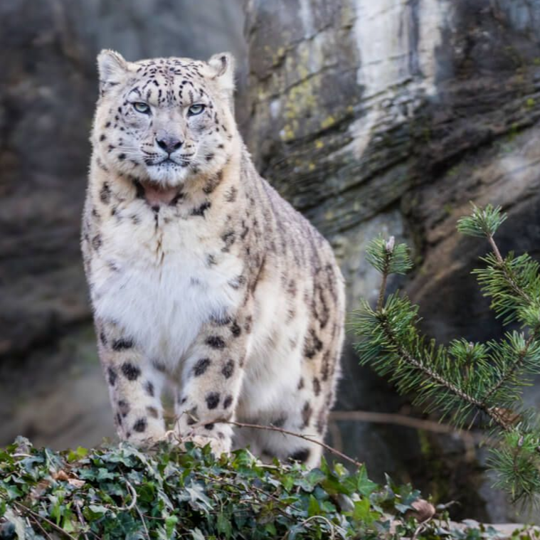 Two white swans swimming in calm water.