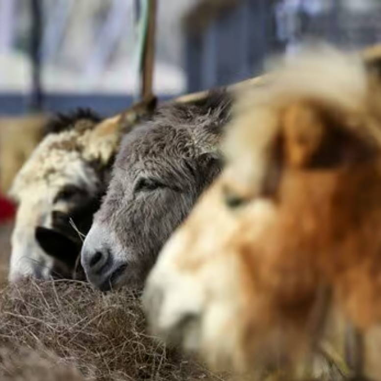 Donkeys eating hay in a barn. One is gray with closed eyes, and another is tan.