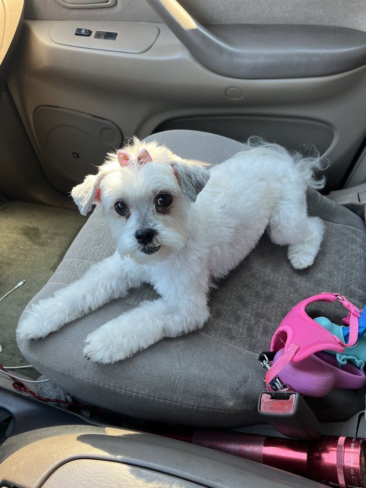 A small white dog is laying on a car seat.