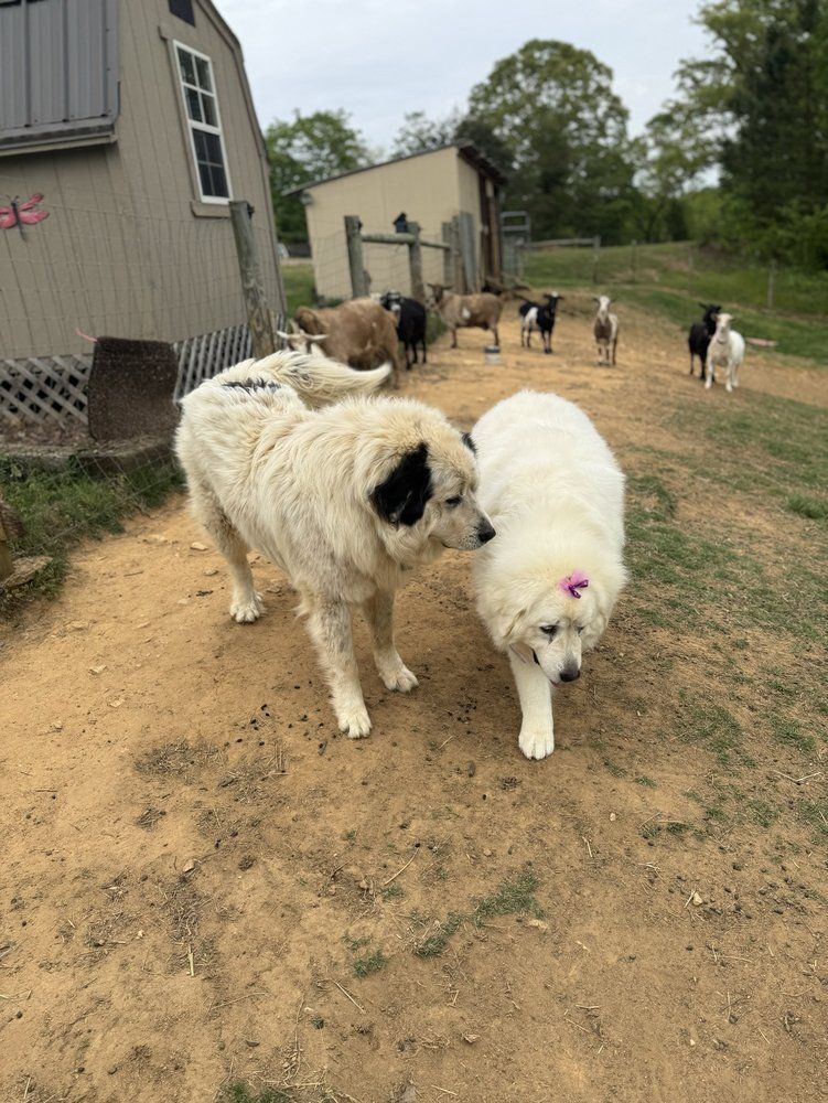 Two dogs are standing next to each other in a dirt field.