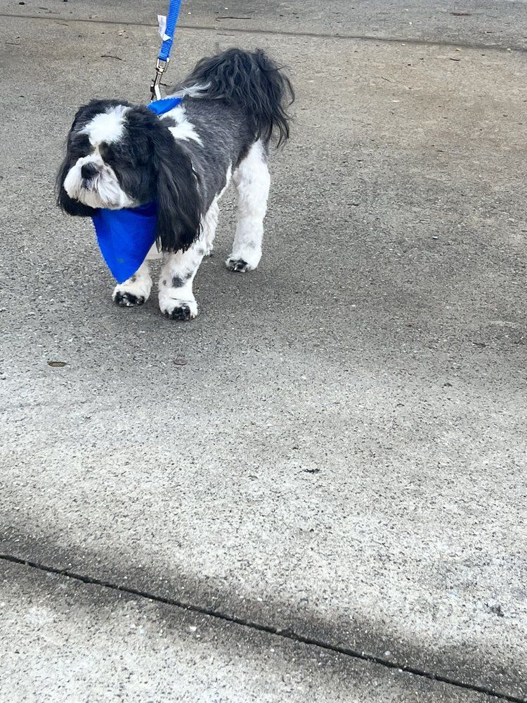 A black and white dog on a leash with a blue bandana around its neck.