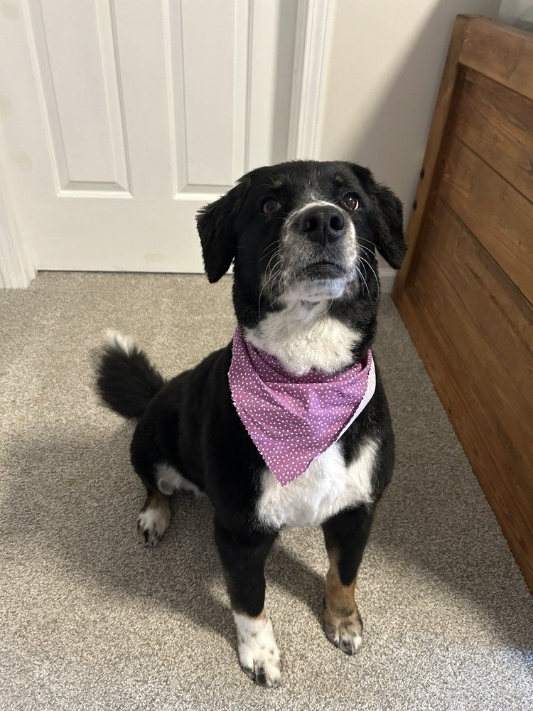 A black and white dog wearing a purple bandana is sitting on the floor.