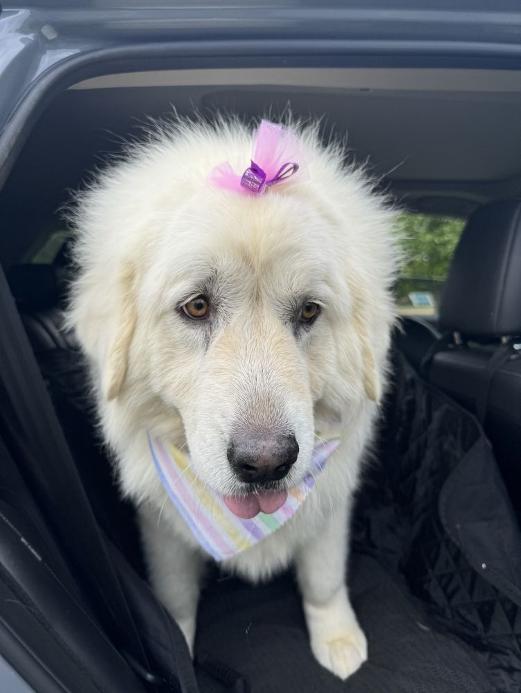 A white dog with a pink bow on its head is sitting in the back seat of a car.
