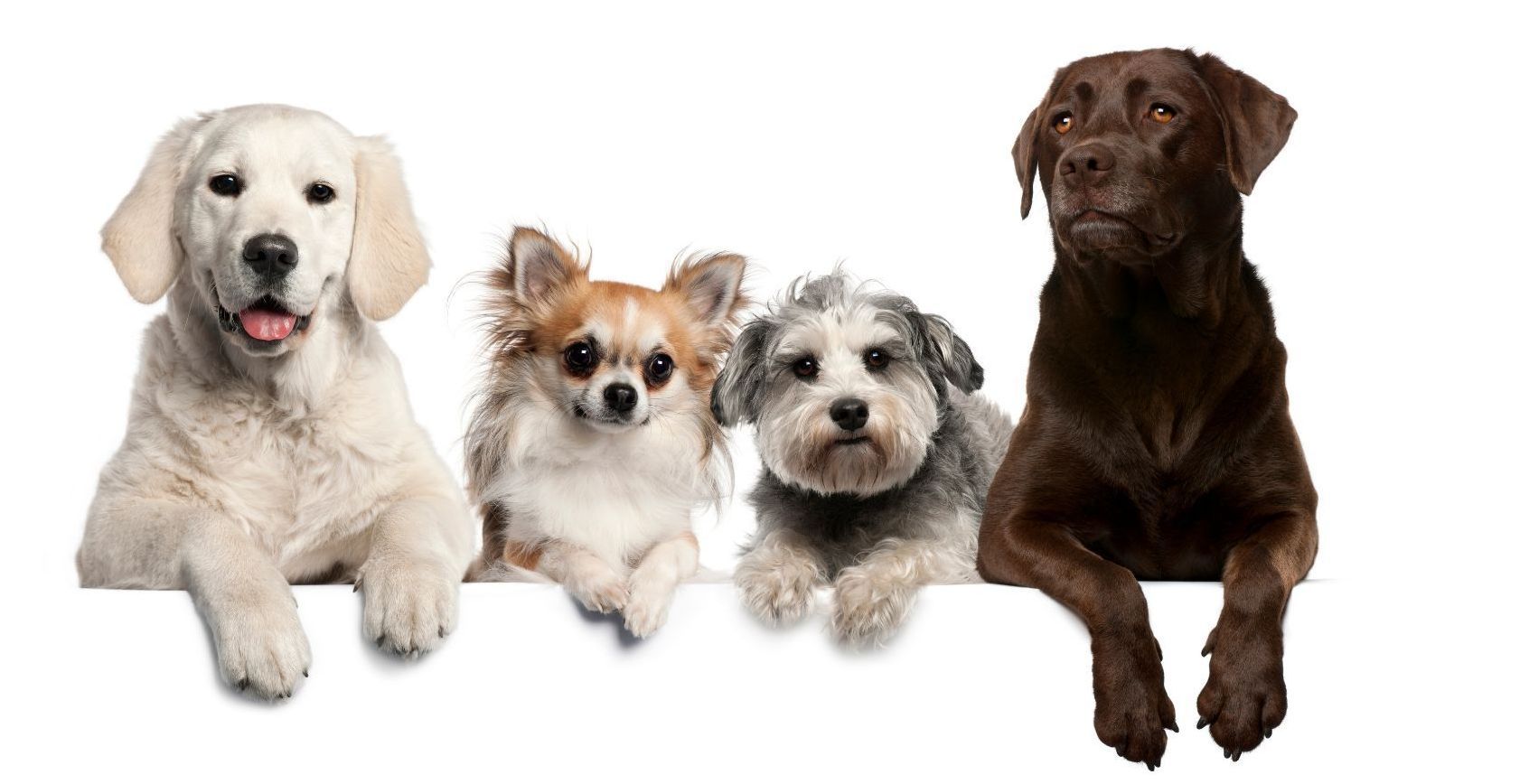 A dog and a cat are laying next to each other on a white background.