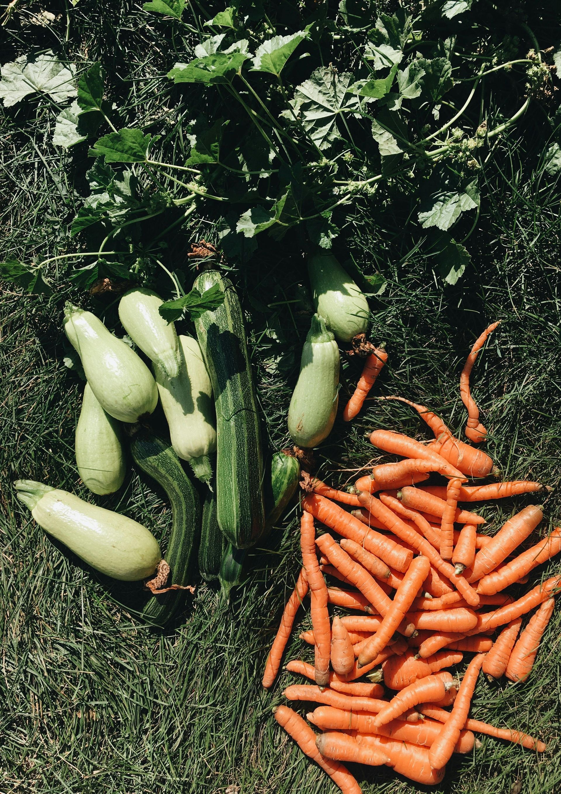 A bunch of carrots and zucchini are laying on the ground.