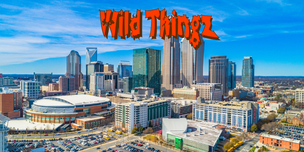 Wild Thingz Charlotte 