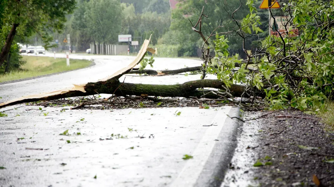 Fallen tree blocks a wet road after a storm.