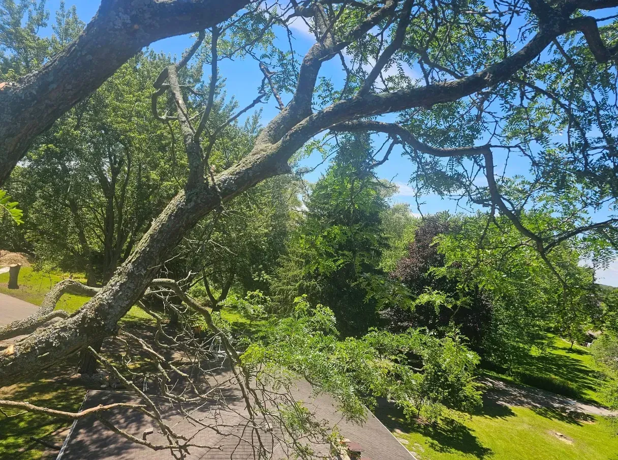 Overhead view of a tree with thick, gnarled branches, lush green leaves, and a bright blue sky.