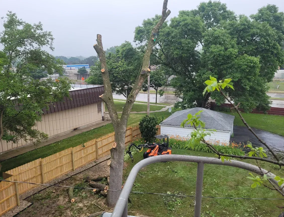 Tree being trimmed with a chainsaw from a lift in a yard with a fence, building, and other trees.