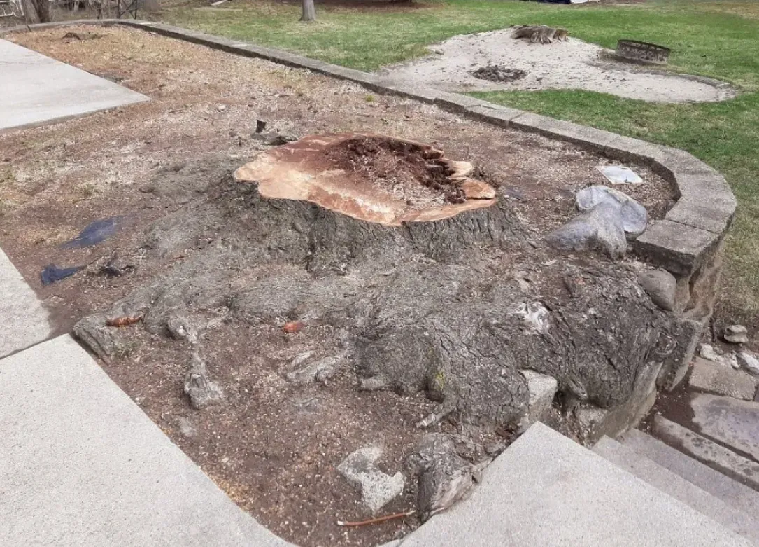 Tree stump in a dirt and rock bed, surrounded by a low stone wall and concrete steps.