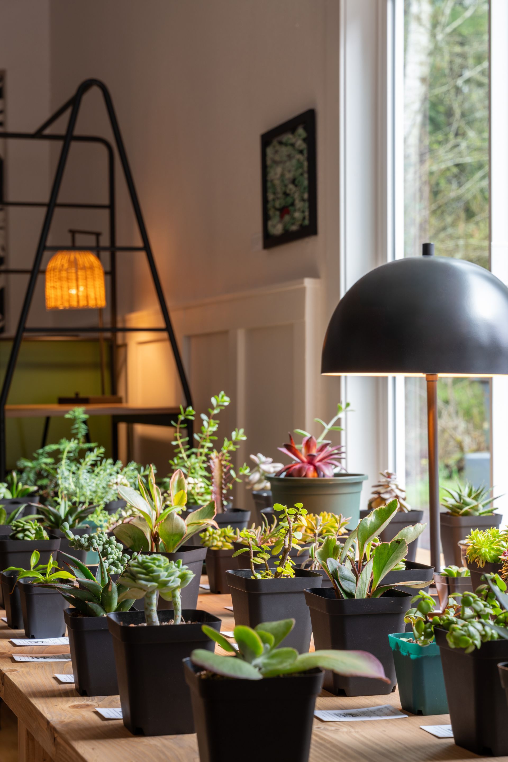 Potted plants sitting on a table in front of a window. The Plant Shop.  Emily Barrows Photography. Bainbridge Island, WA.