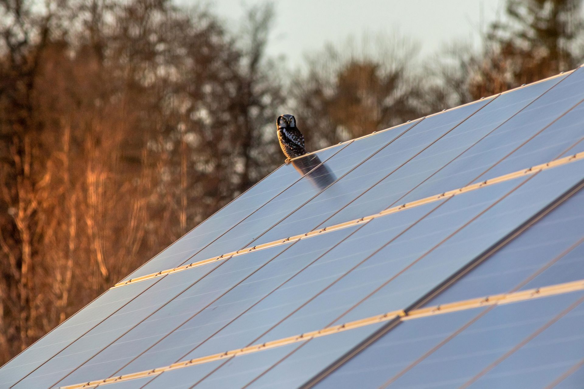 Owl perched on a solar panel array against a backdrop of trees in the sunset.
