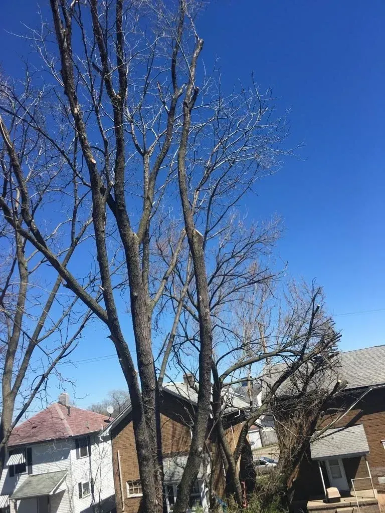 A Tall Tree | Miamisburg, OH | River Rock Tree Service