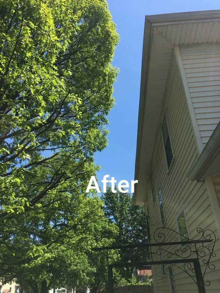 After Trimming A Tree | Miamisburg, OH | River Rock Tree Service