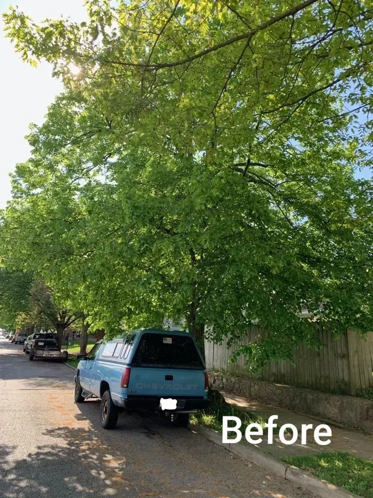 Before Trimming A Tree | Miamisburg, OH | River Rock Tree Service