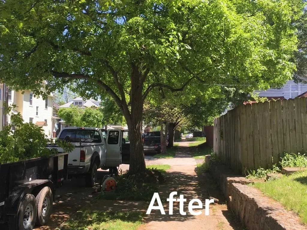 After Trimming The Tree Beside The Car | Miamisburg, OH | River Rock Tree Service