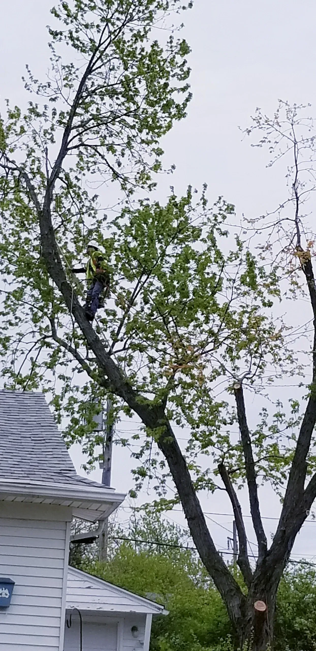 Cutting A Branch Of Tree | Miamisburg, OH | River Rock Tree Service