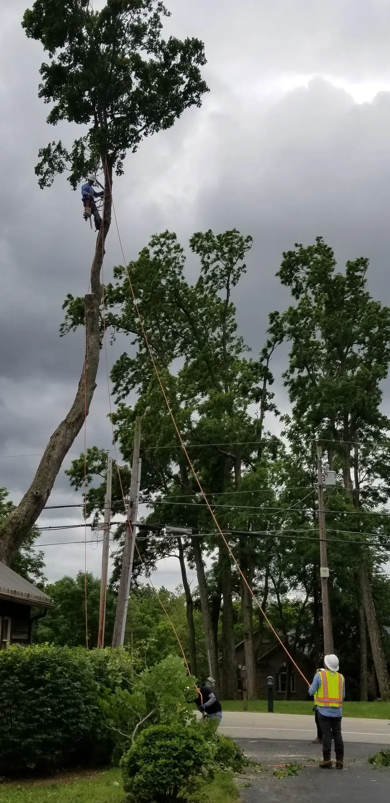 Cutting A Tall Tree | Miamisburg, OH | River Rock Tree Service