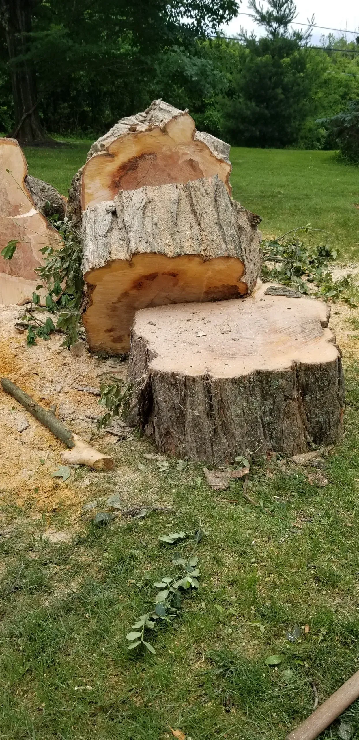Cutting A Tree Stump | Miamisburg, OH | River Rock Tree Service