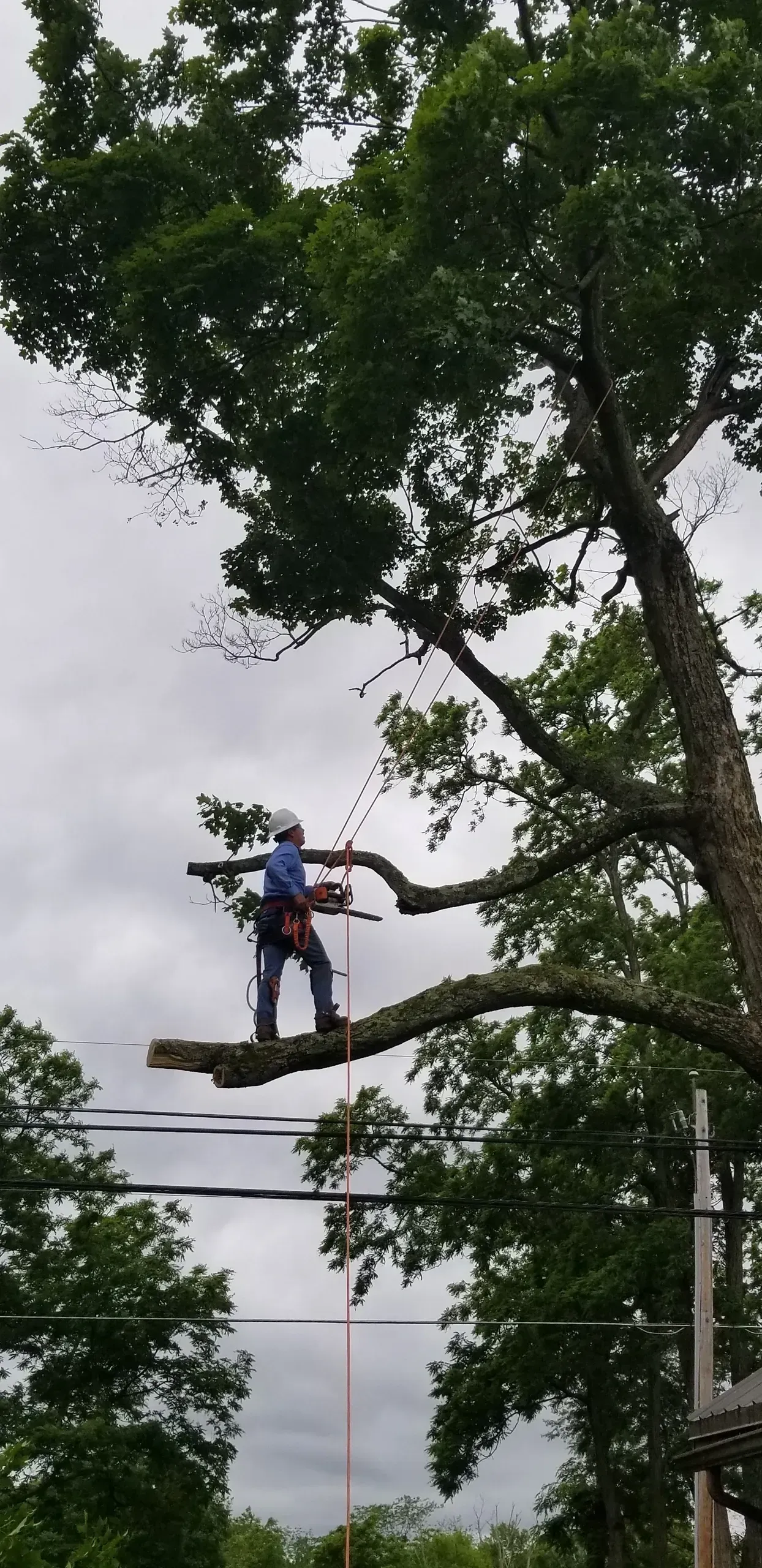 A Man On The Top Of The Tree | Miamisburg, OH | River Rock Tree Service