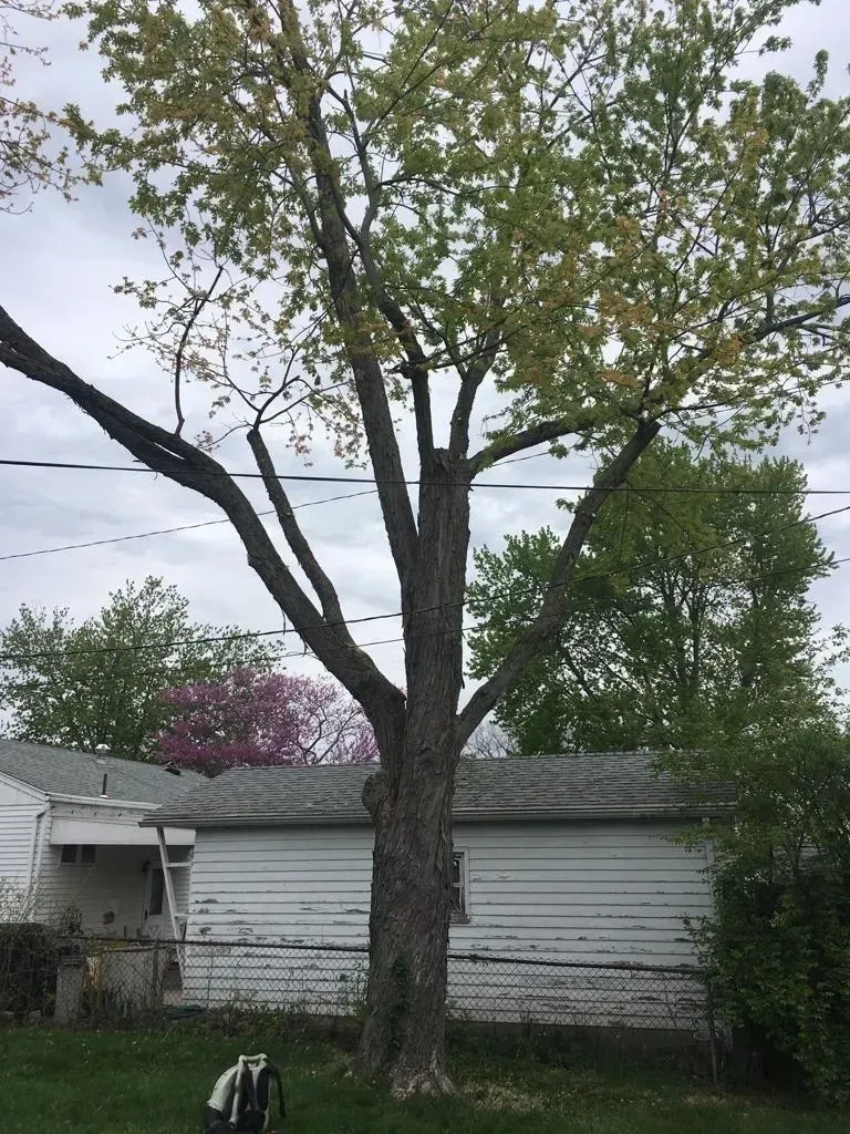 A Large Tree | Miamisburg, OH | River Rock Tree Service
