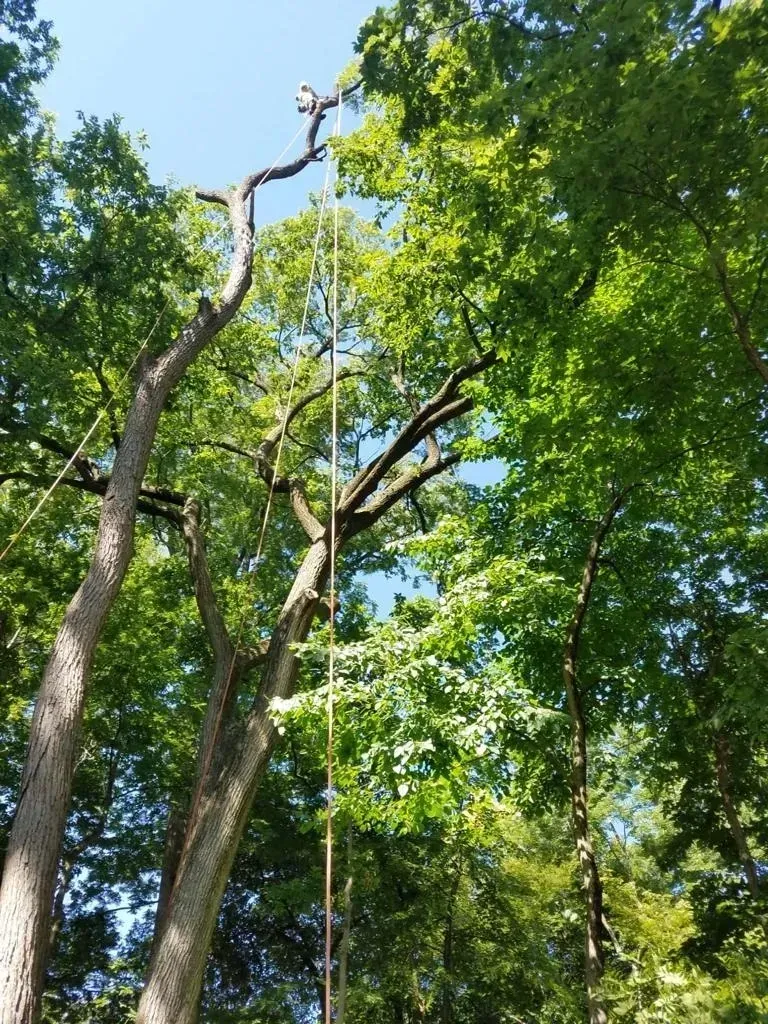 Trimming A Tree | Miamisburg, OH | River Rock Tree Service