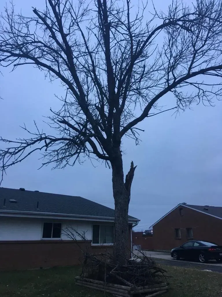 An Old Tree | Miamisburg, OH | River Rock Tree Service