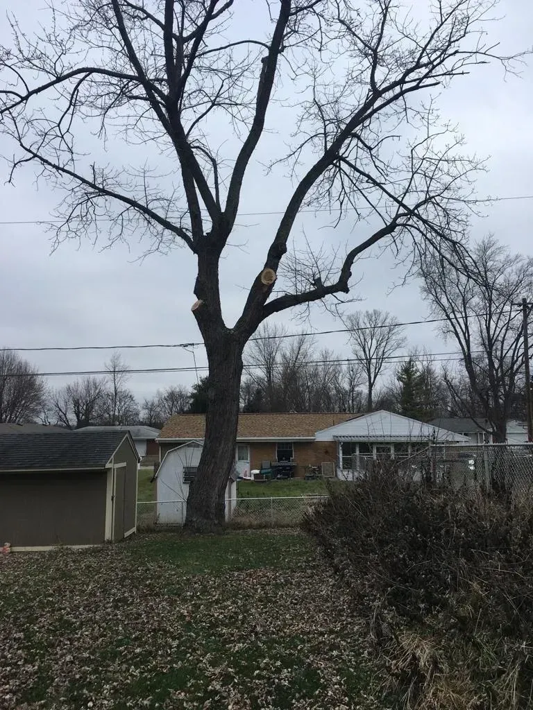 Cutting An Old Tree | Miamisburg, OH | River Rock Tree Service