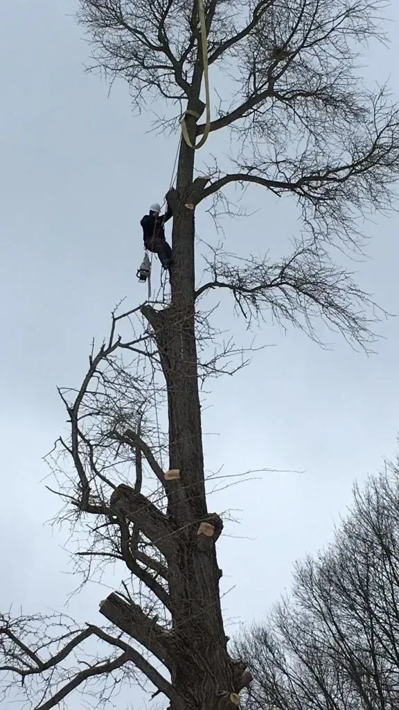 A Man Cutting The Tree Branch | Miamisburg, OH | River Rock Tree Service