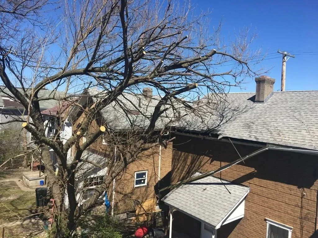 Trimming A Tree Beside The House | Miamisburg, OH | River Rock Tree Service