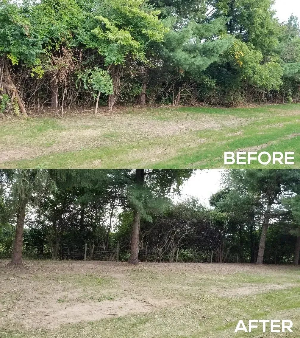 Before And After Trimming The Tree | Miamisburg, OH | River Rock Tree Service