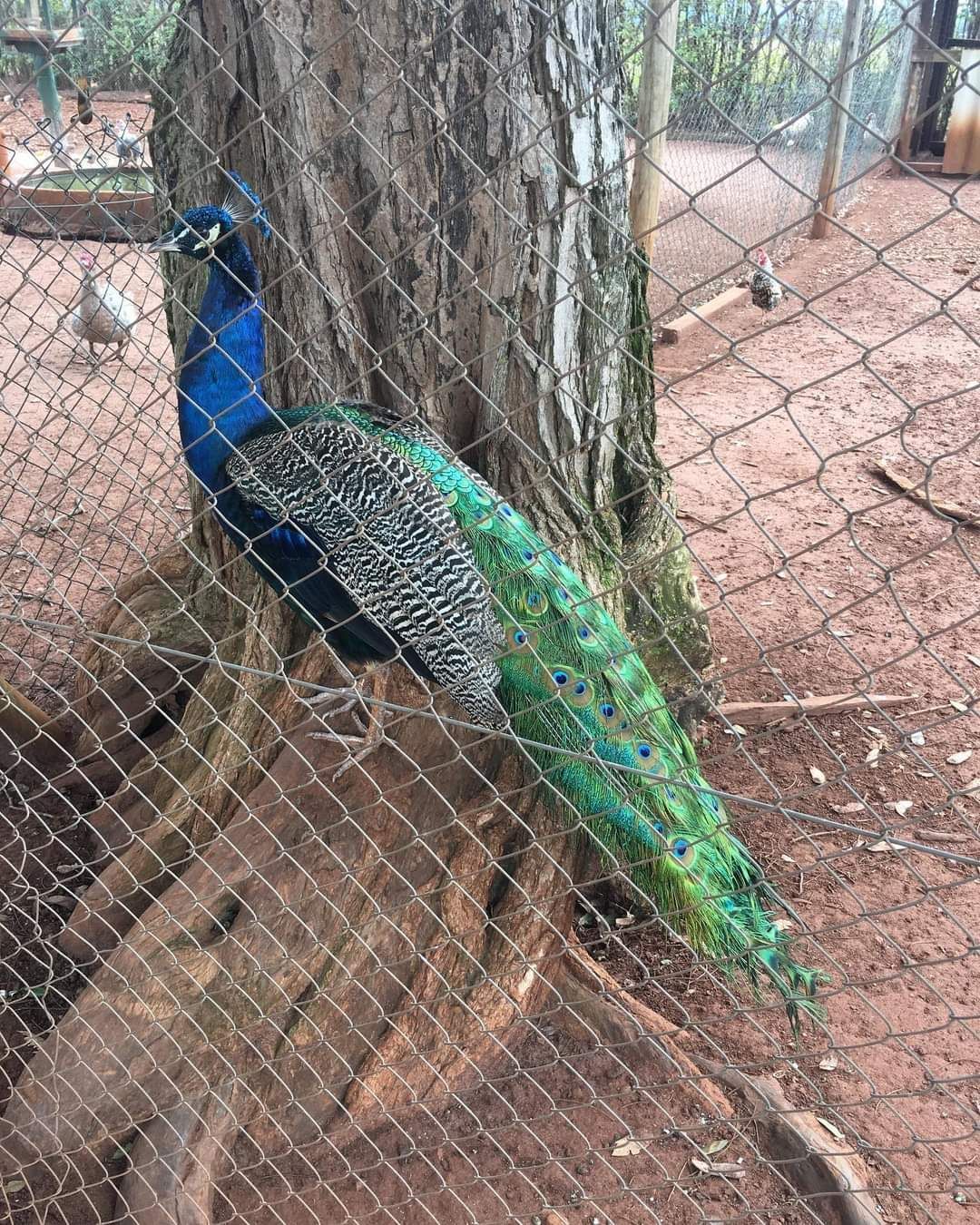 Um pavão está parado ao lado de uma árvore em uma gaiola.