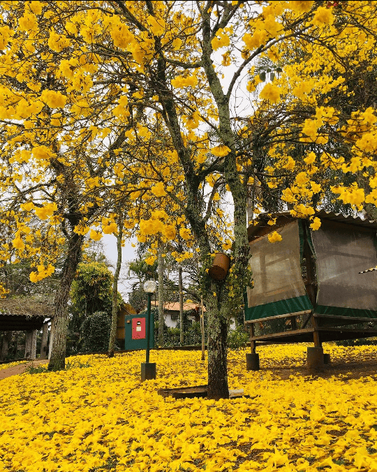 Um campo de flores amarelas com árvores ao fundo