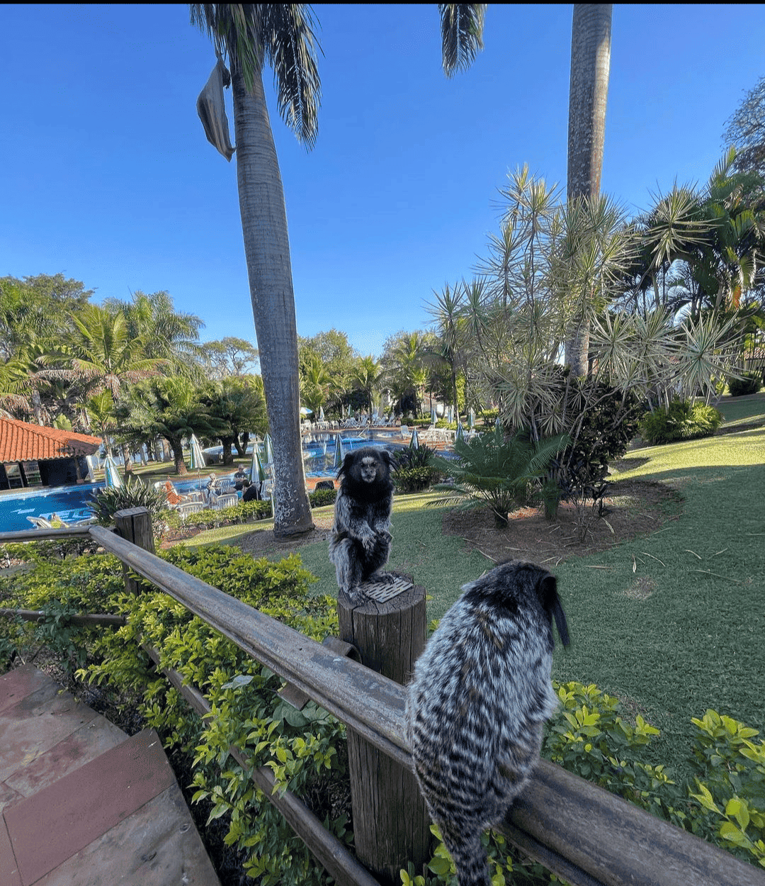 Dois macacos estão sentados em um poste de cerca em um parque