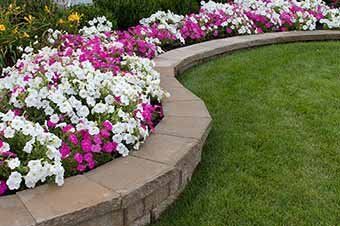Pink and White Petunias - Landscape Maintenance in Waynesboro, PA